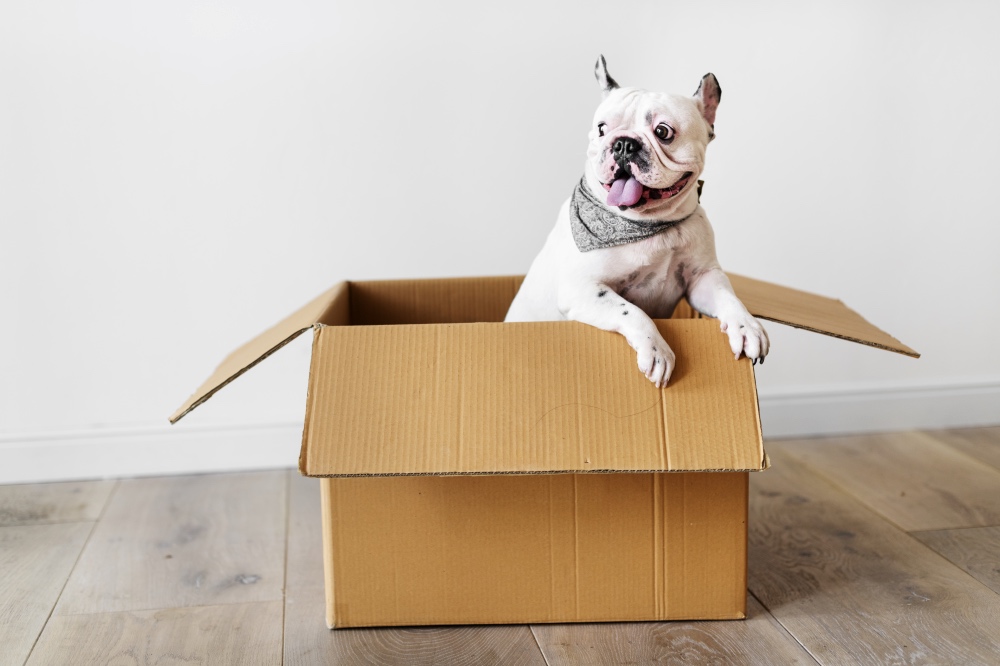 Hund in Umzugskarton. Diese soll nicht als Umzugsgut im Karton gepackt werden.